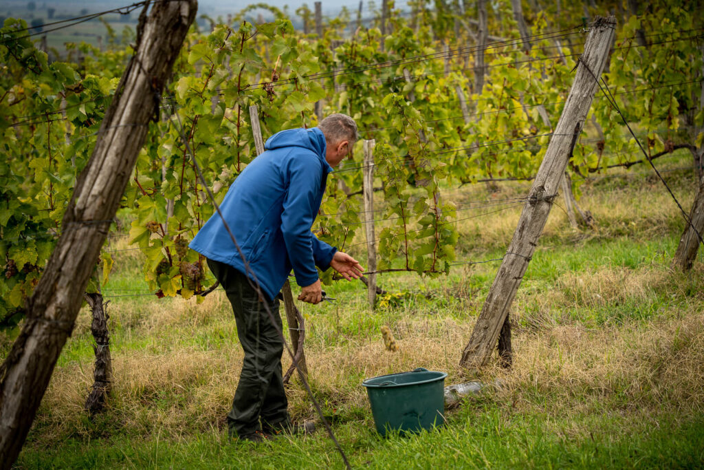 wycieczki Szedmak - winnice Tokaju